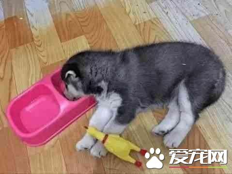 懂狗狗比愛狗更重要 哈士奇很萌