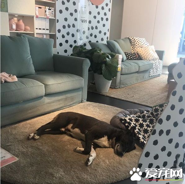 意大利IKEA的暖心德政！開放賣場冬季讓流浪狗避寒