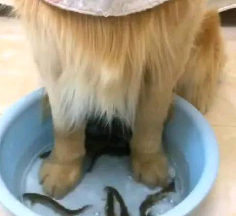 小心 伸進魚盆里的狗腿子可能比貓爪更危險