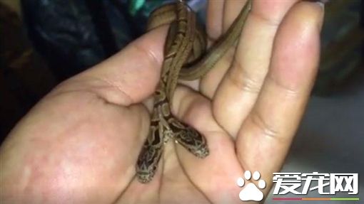 罕見雙頭蛇現身日本 <a href=/xinwen/chongwudian/ target=_blank class=infotextkey>寵物店</a>接手成鎮店之寶
