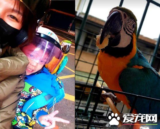 兒子生日送他一份小驚喜 立刻派出愛鳥護送到教室