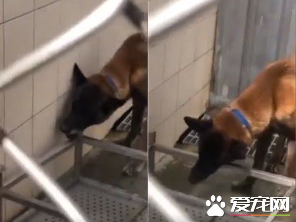 親人狼犬遭棄養在收容所 就算受傷仍然非常愛撒