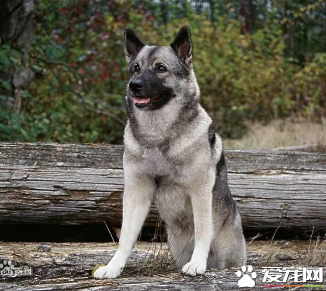 狗狗智商排行榜，你家狗狗排第幾？
