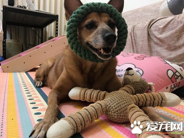 狗狗早起養被丟水溝邊 被女子帶回收留十年