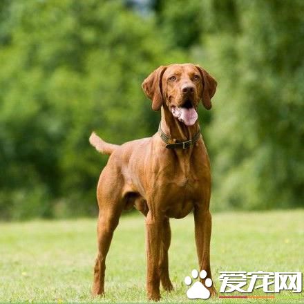 狗狗智商排行榜，你家狗狗排第幾？