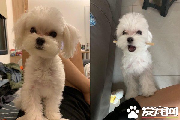 汪睡前咬被子像貓咪踏踏 獨特自我催眠法超萌