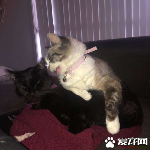 貓咪去世遺物制成紀念卡 好朋友對著貓毛又黏又蹭