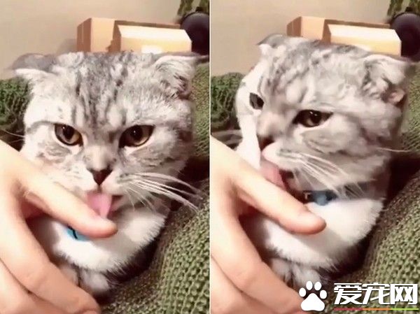 喵皇為奴才理毛 舔到牽絲海苔卻渾然不知