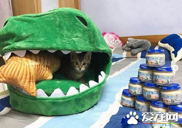 揪團一起玩真喵版桌游 蛀蟲喵突沖出咬人