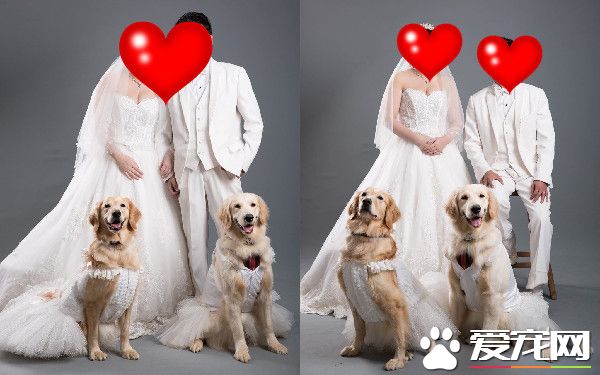 肉搜這個小變態！黃金獵犬被汪妹強行脫衣