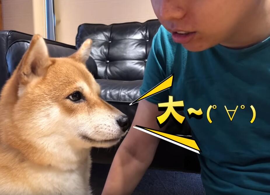 超自戀的柴犬 說不可愛就肉拳攻擊