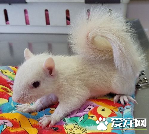白松鼠有如珍寶 美農夫婦刻意繁殖