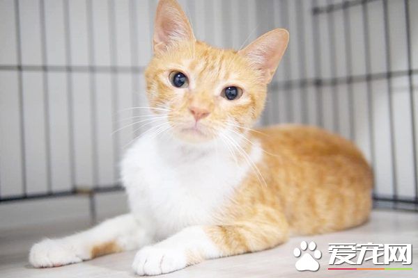 貓咪游樂園主題餐廳  成為未來流浪喵們的庇護所