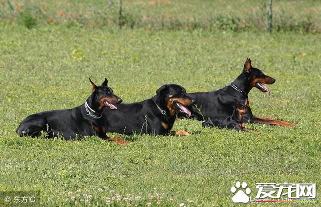 如何給杜賓犬美容？給杜賓犬美容全面步驟