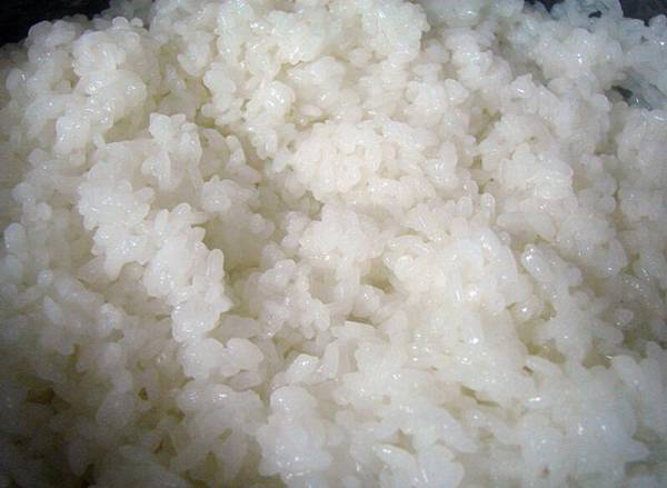 寵物狗可以吃飯嗎