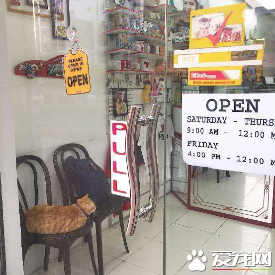 沖刷店的鎮店之寶 當地的人氣偶像原來是它