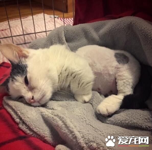 兩歲全盲貓咪身型如二個月小貓 依舊樂觀積極生活