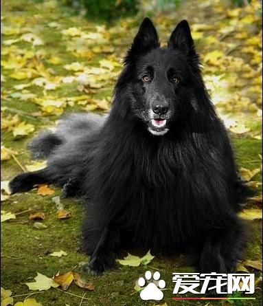 狗狗智商排行榜，你家狗狗排第幾？