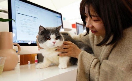 所謂別人家的公司 都是帶著<a href=/ target=_blank class=infotextkey>寵物</a>去上班