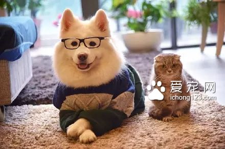一對可愛的“兄妹”