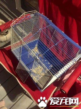 可愛小倉鼠被狠心遺棄 幸遇女子救回收編回家
