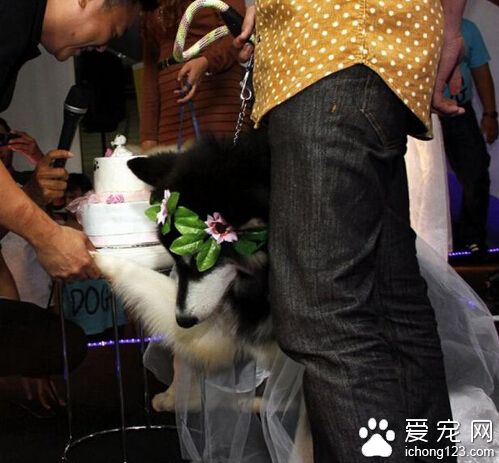 印度尼西亞 100多人見證阿拉斯加雪橇犬婚禮