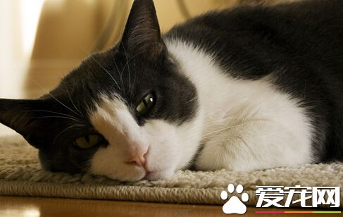 女警好心救小貓 卻遭飼主告上紀律法庭