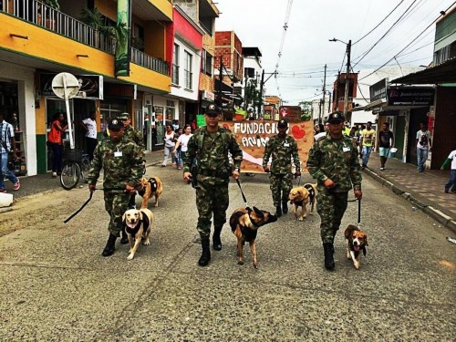 哥倫比亞士兵領軍犬上街賣萌 金毛犬萌翻了