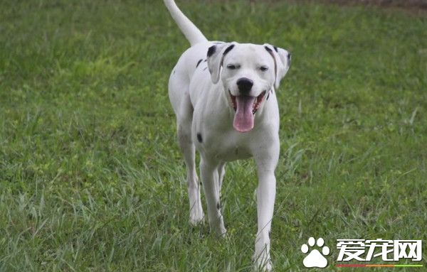 找不到回家的路 狗狗夜闖消防站求助