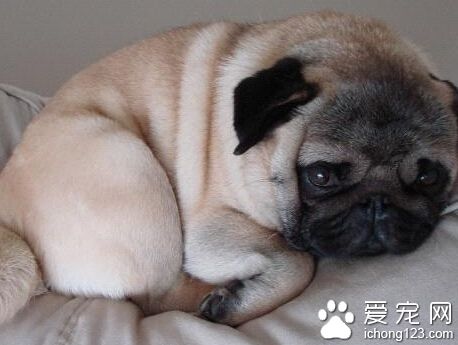 觀察八哥犬懷孕跡象 判斷巴哥犬懷孕的方法