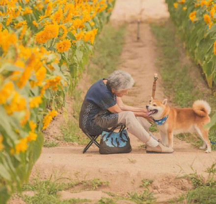 老人與柴犬 這組照片要火便全網了
