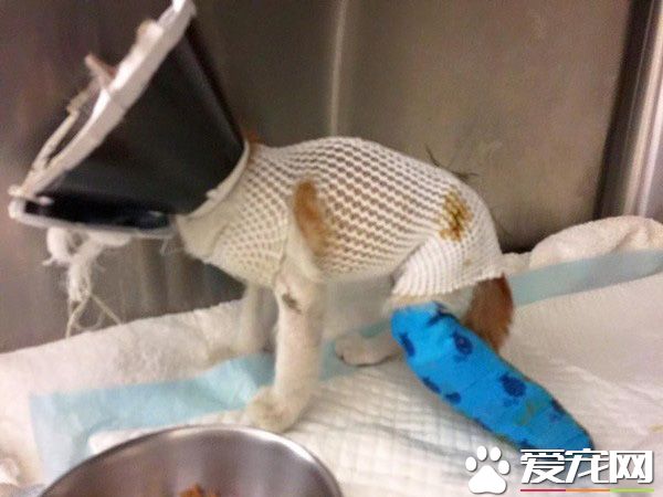 阿嬤的跟屁蟲 被截肢貓咪暖心陪伴老人