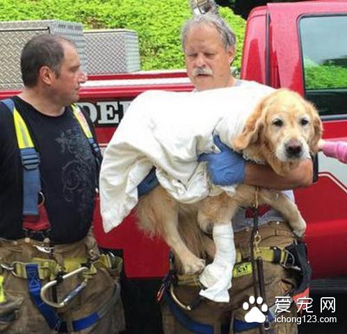 導盲犬車禍瞬間救主人 自己卻被撞成重傷