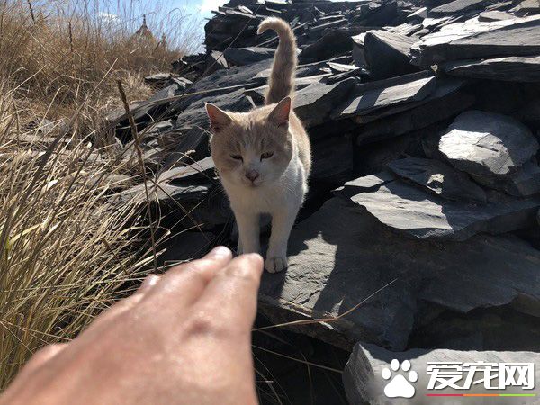 要是再不走一定走不了 旅途偶遇親人貓咪不舍離開
