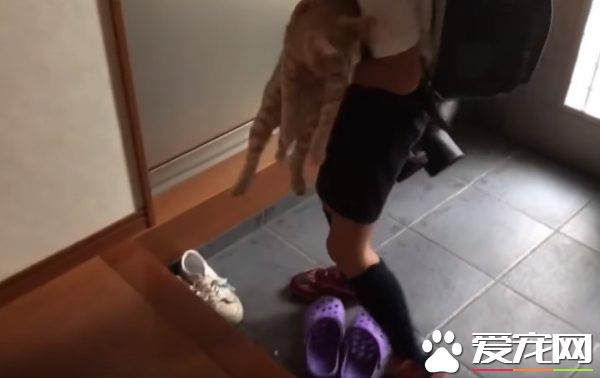 貓咪也愛出去玩 主人出門上課必須過貓咪的阻擋關卡