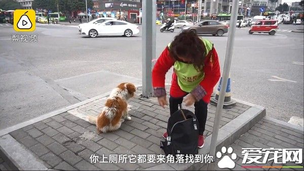 忠心汪守護離世主人3天 被好心阿姨收編回家