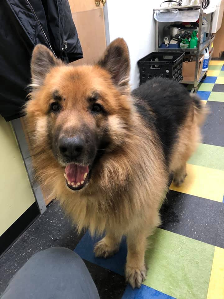 5歲國王牧羊犬逃家玩失蹤 八個月后在175英里處被發現