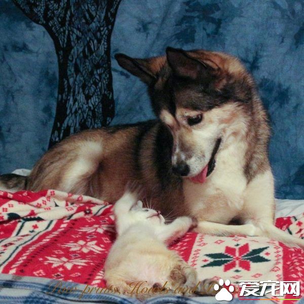 后癱貓被貓媽媽遺棄 幸好有狗媽媽陪伴快樂成長