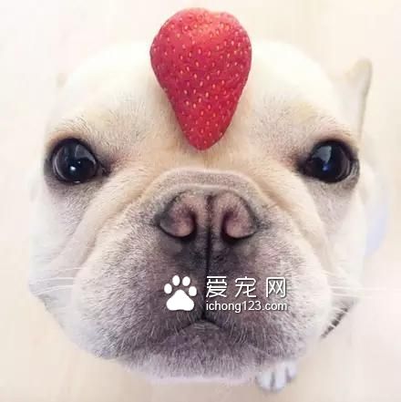 一只超萌的斗牛犬，看完保證讓你開心一天！