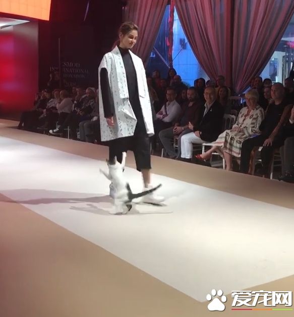 土耳其時尚秀出現未受邀貓咪嘉賓 超專業走臺步