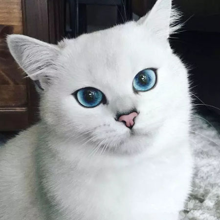 一只淡藍色眼睛的貓咪