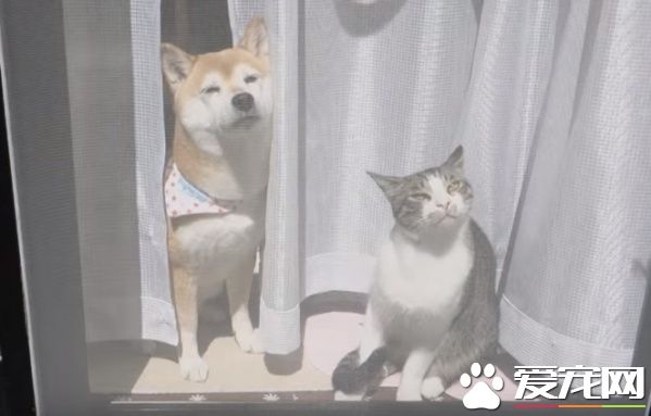 貓狗好朋友門邊曬太陽 暖烘烘超舒服的感覺