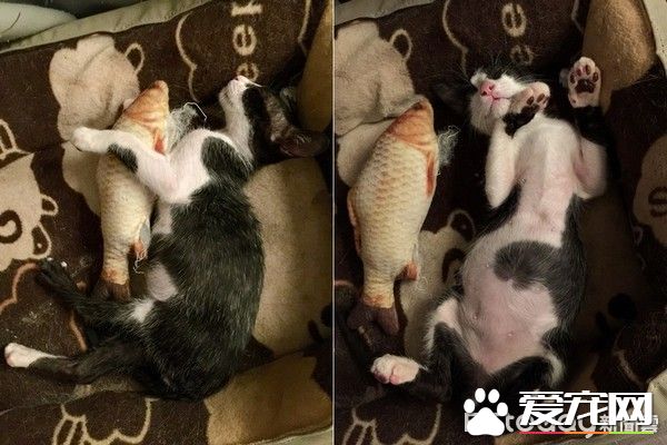 好奇！給媽媽敷貓面膜的比比是為了安全感么