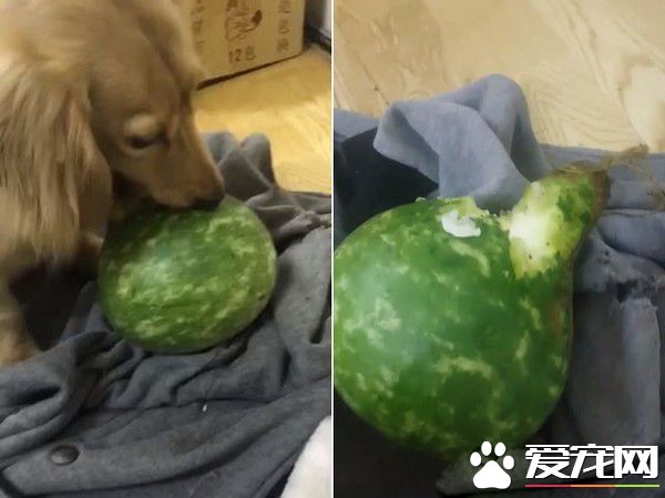 汪趁家人忙著準備晚餐時 偷叼阿嬤的匏瓜狂嗑