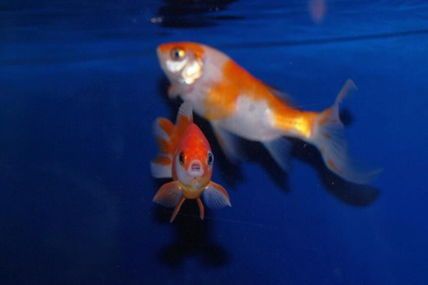 金魚孵化要多少天