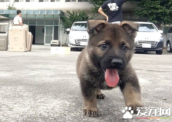 新北警犬隊生力軍加入！小萌汪架式十足網友全融化