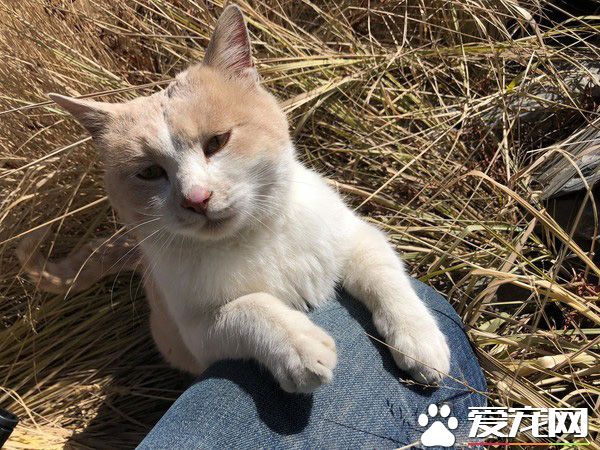 要是再不走一定走不了 旅途偶遇親人貓咪不舍離開