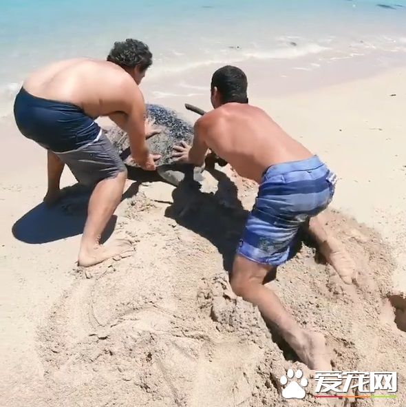 澳洲男子游玩發現受困海龜 暖心就了海龜一命