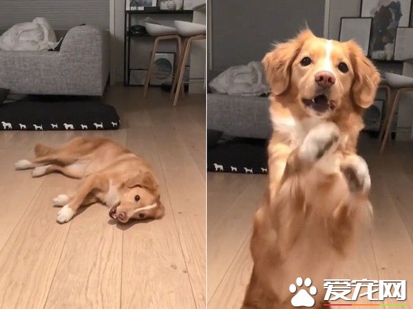 挪威汪汪想吃食物 一系列可愛動作萌化主人