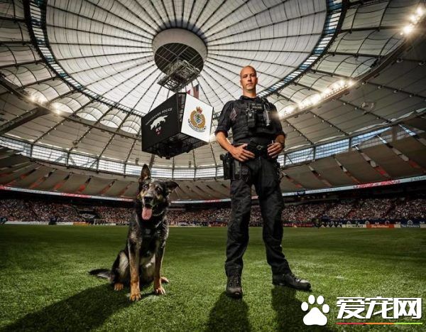 硬漢狠角色路線 警犬們的硬漢魅力迷倒大家